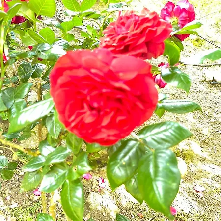 فيلة Recente Avec Piscine Proche L'ile Rousse Ville-di-Paraso