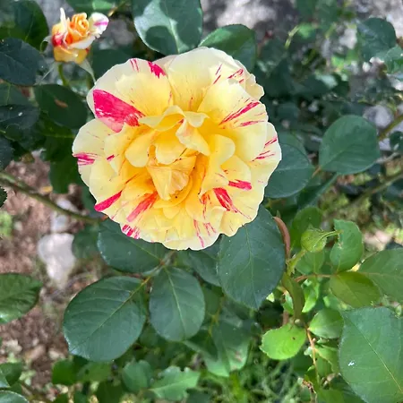 Recente Avec Piscine Proche L'ile Rousse فيلة *