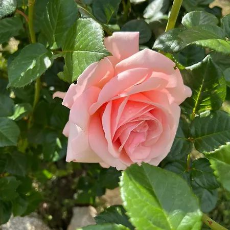 Recente Avec Piscine Proche L'ile Rousse Villa